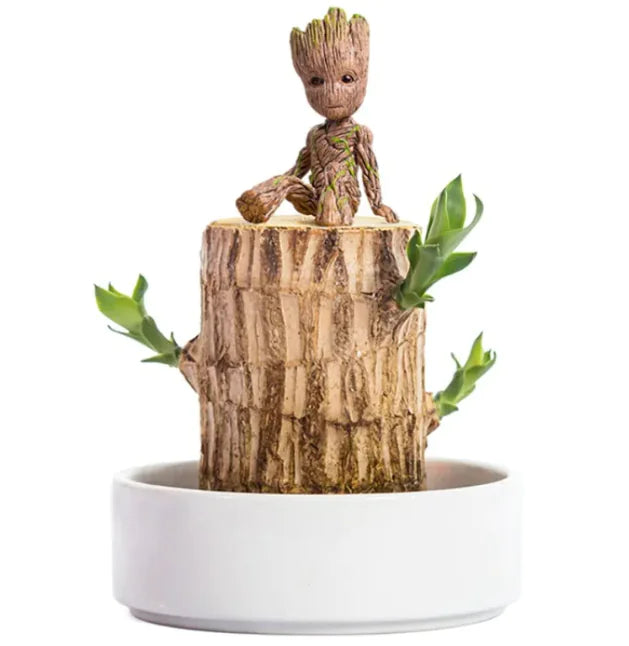 Hydroponics Lucky Wood Stump Desktop Potted Brazilian Wood